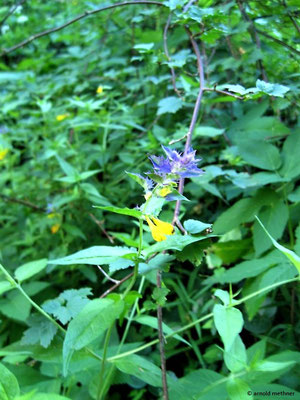 Melampyrum nemorosum / Hain-Wachtelwweizen (Foto von Arnold Methner)