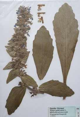 Ajuga genevensis / Genfer Günsel  (10/2006; Büchsenberg)   (Herbarium Dr. Wolf v. Thun)
