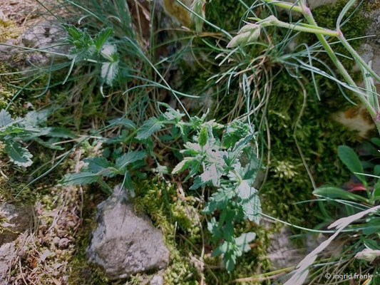 Teucrium chamaedrys / Edel-Gamander (01.05.2025; Himmelsfelsen oberhalb von Eybach bei Geislingen an der Steige)