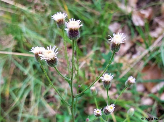 Erigeron acris ssp. acris / Scharfes Berufkraut    (V-)VI-VII