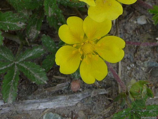 Potentilla reptans - Kriechendes Fingerkraut    VI-VIII