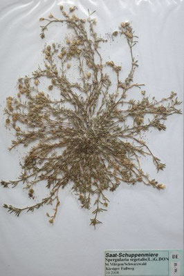 Spergularia segetalis / Saat-Schuppenmiere      (Herbarium Dr. Wolf von Thun)