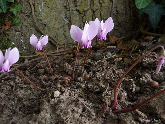 Cyclamen spec. (19 Arten)
