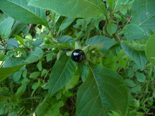 Atropa spec. (4 Arten)