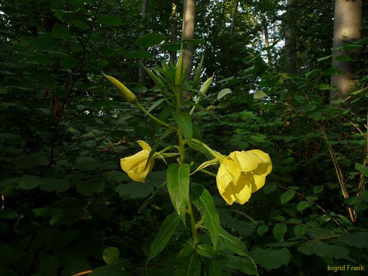 Oenothera spec. (149 Arten)