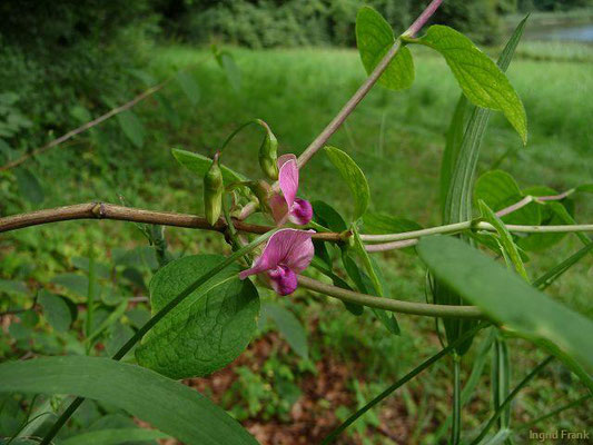 Lathyrus sylvestris / Wald-Platterbse