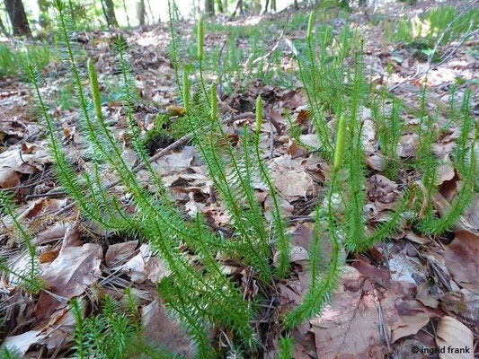 Lycopodium annotinum / Sprossender Bärlapp