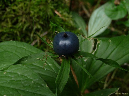 Paris quadrifolia / Vierblättrige Einbeere