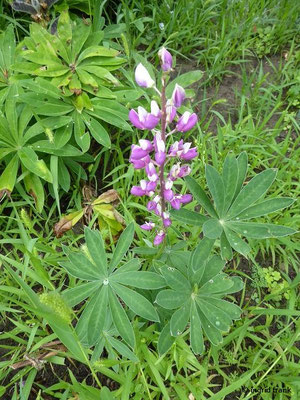 Lupinus polyphyllus / Stauden-Lupine, Vielblättrige Lupine    VI-VIII