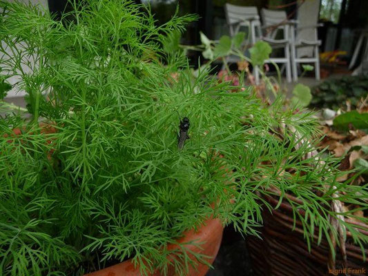 Anethum graveolens - Dill