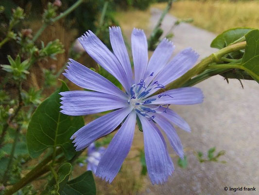Cichorium spec. (6 Arten)
