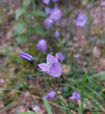 Campanula rotundifolia / Rundblättrige Glockenblume