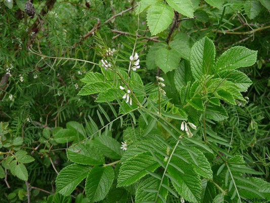 Vicia hirsuta / Behaarte Wicke    VI-VII