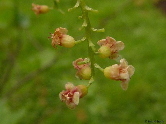 Ribes petraeum / Felsen-Johannisbeere (05.05.2014; Botanischer Garten Berlin)