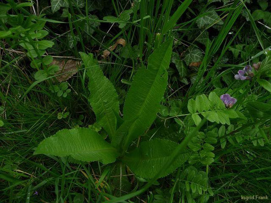 17.05.2010-Dipsacus fullonum - Wilde Karde