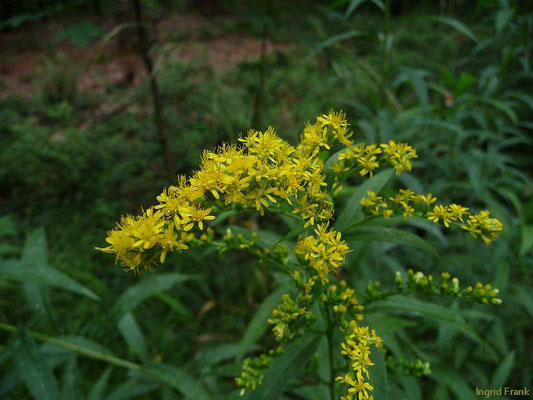 Solidago gigantea / Riesen-Goldrute    VIII-IX