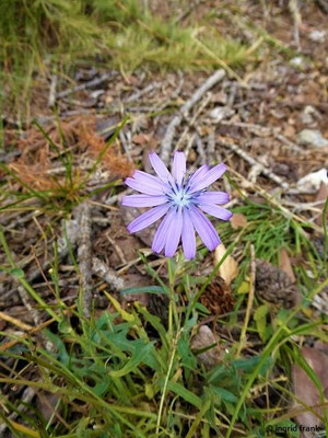 Lactuca perennis / Blauer Lattich, Dauer-Lattich    V-VI