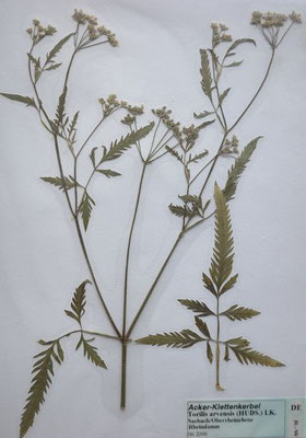 Torilis arvensis / Acker-Klettenkerbel    VII-VIII    (Herbarium Dr. Wolf von Thun)