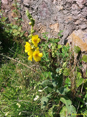 Verbascum densiflorum / Großblütige Königskerze   (17.08.2023; Ruine Schauenburg bei Dossenheim)