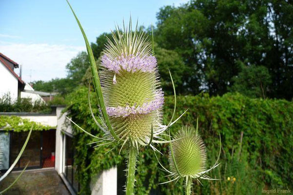 22.07.2010-Dipsacus fullonum - Wilde Karde