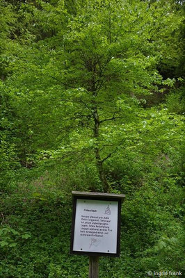 23.05.2023 - Wental im Albuch auf der Ostalb