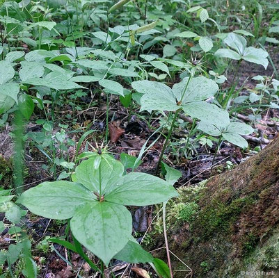 Paris quadrifolia / Einbeere (15.05.2026; Trentino, Valsugana)