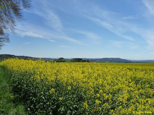 30.04.2017 - Königseggwald