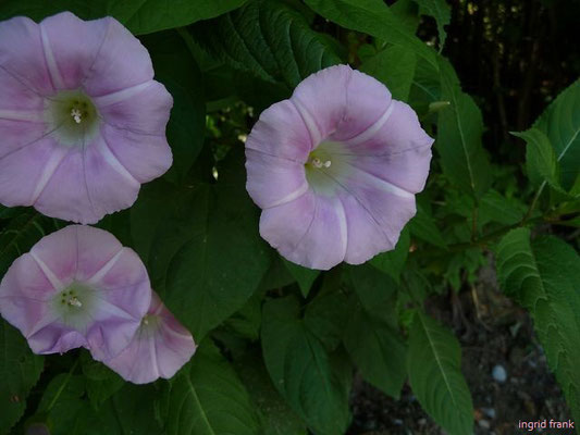 Calystegia pulchra - Schöne Zaunwinde