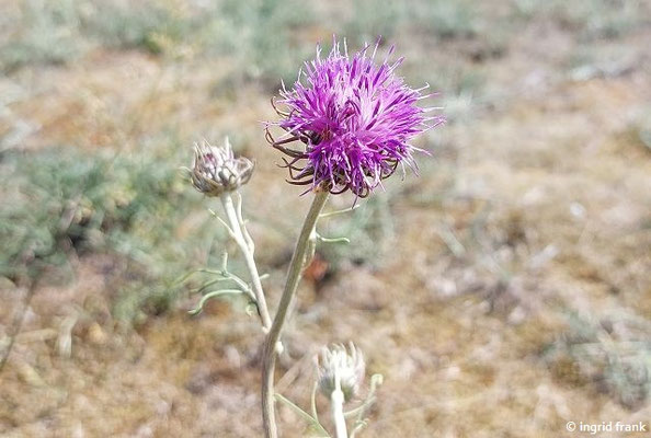 Jurinea cyanoides /Sand-Silberscharte