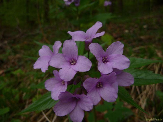 Cardamine pentaphyllos / Finger-Zahnwurz   (03.05.2013 Weissenbronnen)