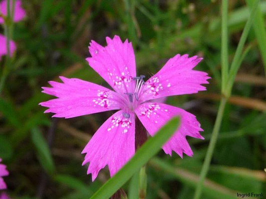 Dianthus deltoides / Heide-Nelke