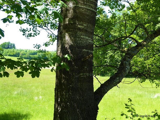 Populus tremula / Zitter-Pappel    (01.06.2019; Lochmoos, Altdorfer Wald)