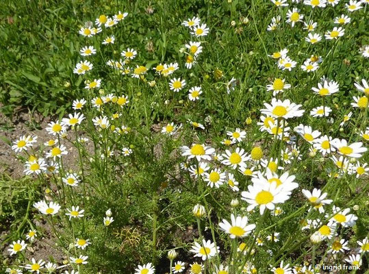 Anthemis cotula / Stink-Hundskamille VI-X (20.06.2022; Botanischer Garten der Universität Konstanz)
