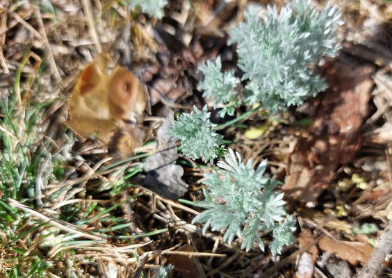 Artemisia austriaca / Österreichischer Beifuß