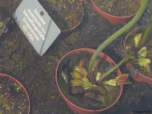 Dionaea muscipula / Venusfliegenfalle (27.03.2014 - Botanischer Garten der Universität Basel)
