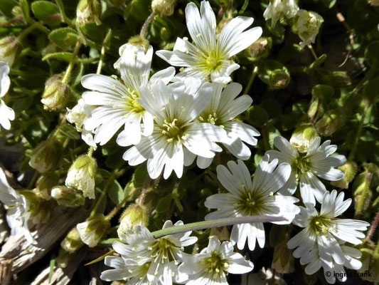 Cerastium uniflorum / Einblütiges Hornkraut