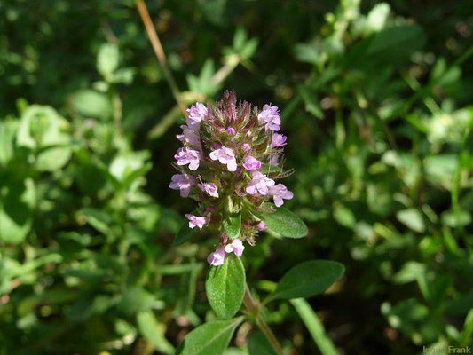 Thymus pulegioides / Arznei-Thymian, Feld-Thymian    (VI-)VII-IX