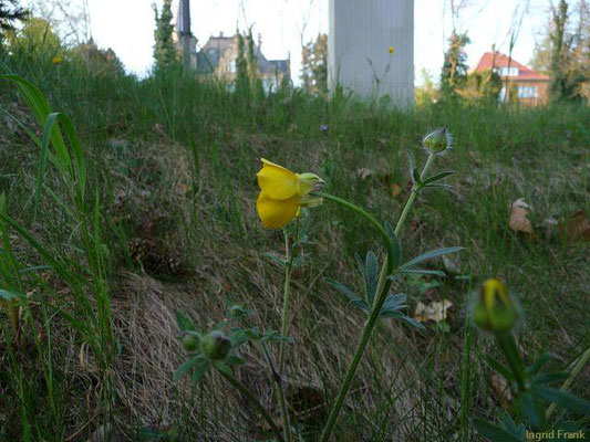 Ranunculus bulbosus / Knolliger Hahnenfuß    IV-V(-VII)
