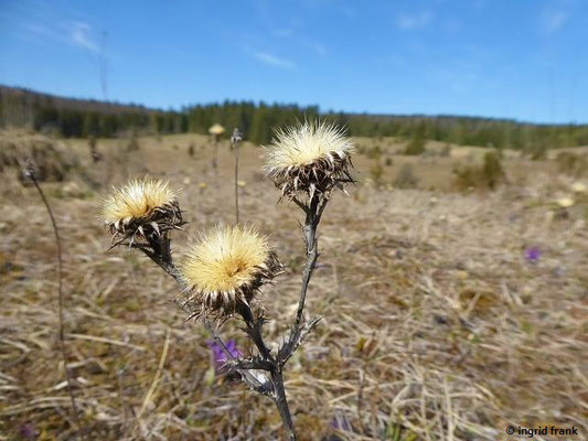 Carlina vulgaris / Golddistel    (30.03.2021; NSG Digelfeld)