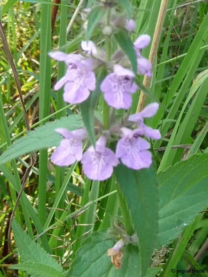 Stachys palustris / Sumpf-Ziest
