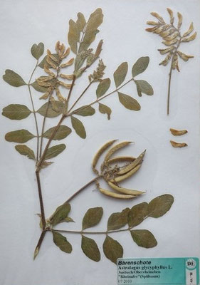 Astragalus glycyphyllos / Bärenschöte, Süßblatt-Tragant  (07/2010; Sasbach, Oberrheinebene, Rheinufer)  (Herbarium Dr. Wolf von Thun)