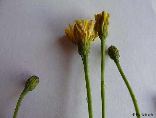 Scorzoneroides Spec. (20 Arten)