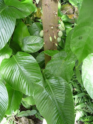 Theobroma cacao / Kakaobaum (17.09.2017; Botanischer Garten Universität Heidelberg)