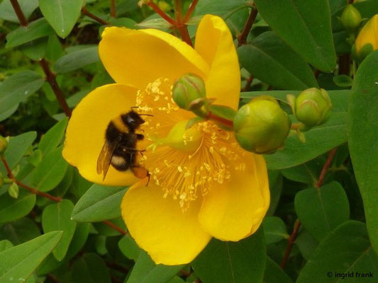 Hypericum grandiflorum (Botanischer Garten Universität Heidelberg)    (III-VIII)