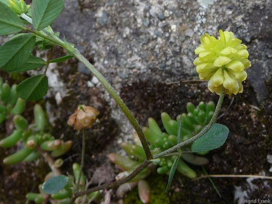 Trifolium campestre / Feld-Klee    VI-IX