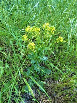 Barbarea vulgaris / Echtes Barbarakraut