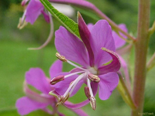 Epilobium angustifolium / Schmalblättriges Weidenröschen