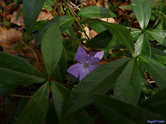 Vinca minor / Kleines Immergrün    IV-VI(-IX)