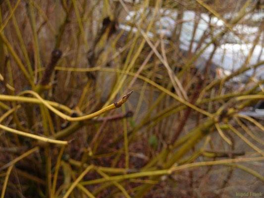 20.01.2012-Cornus sericea - Sprossender Hartriegel