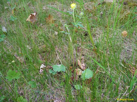 Ranunculus bulbosus / Knolliger Hahnenfuß    IV-V(-VII)